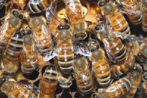Africanised Honey Bees
