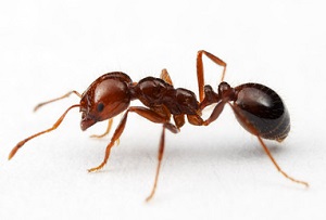 fire ants