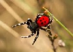 Ladybird Spider