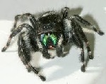 Phidippus Spider