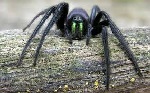 Segestria Spider