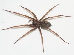 Tegenaria Spider