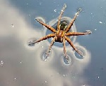 Water Spider