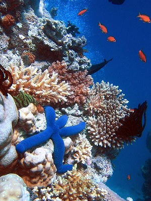 Great Barrier Reef