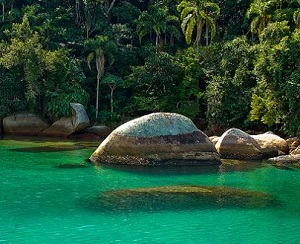Brazilian Rainforest