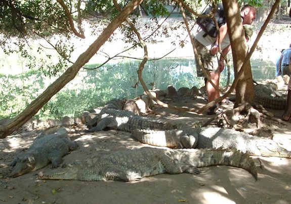 Crocodiles at the Kachikally Pool - Gambia