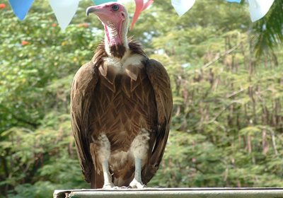 Vulture in the Gambia