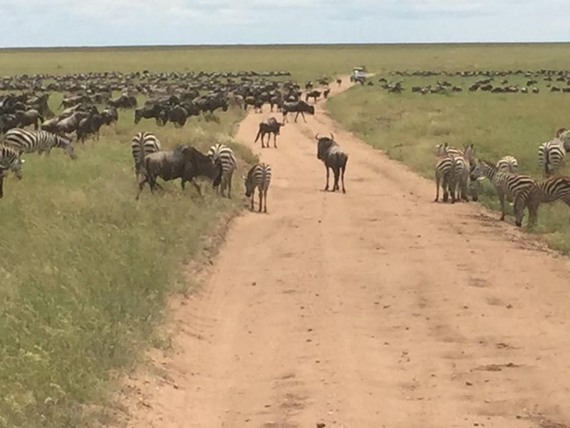 Renting a car to drive cross country information Wynlok