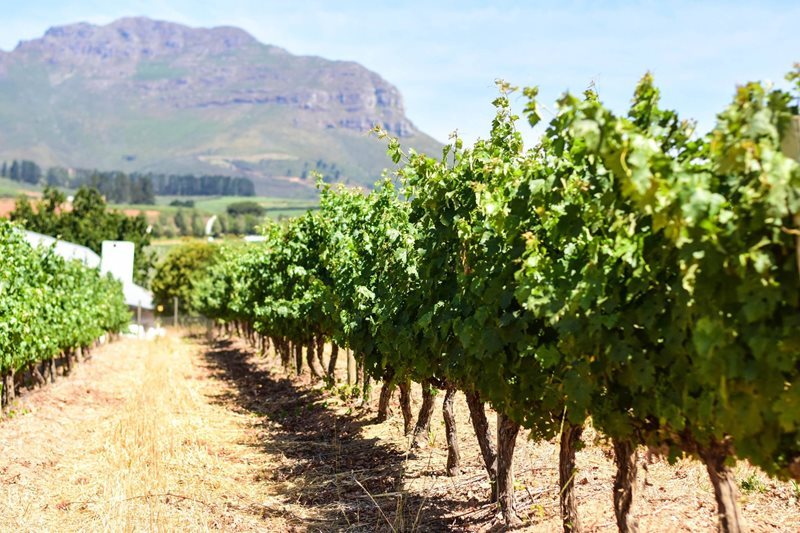 Stellenbosch vineyards