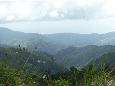 Jamaica Blue Mountains