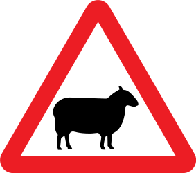 Warning for sheep on the road - Road Sign