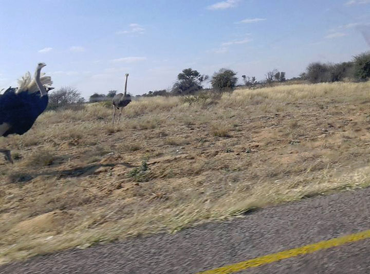 botswana road hazards