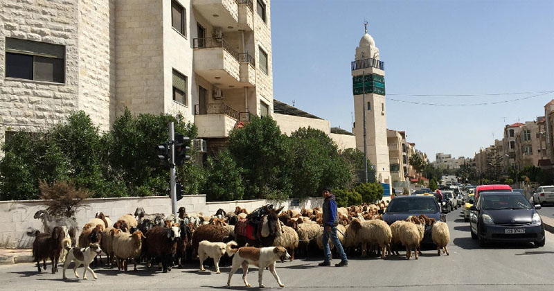 traffic in jordan