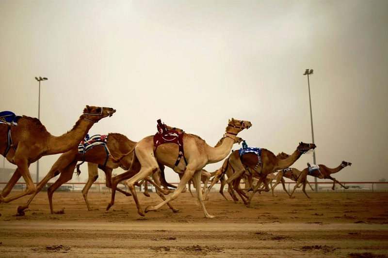 Watch Camel Racing At Al Wathba Camel Track