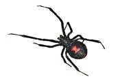Black Widow