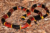 Coral Snake Mexico
