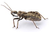 Assassin Bug