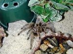 mediterranean tarantula